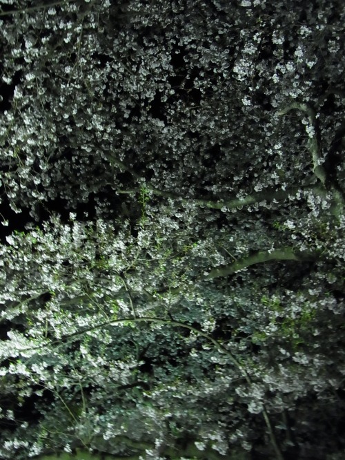 RIMG6647.jpg
