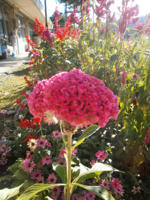 只見駅の花1