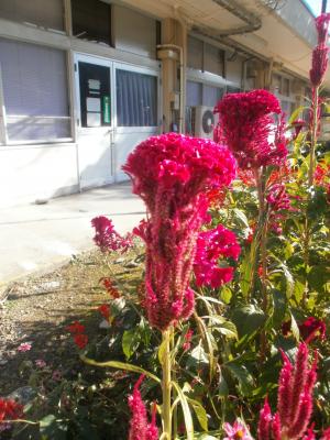 只見駅の花3