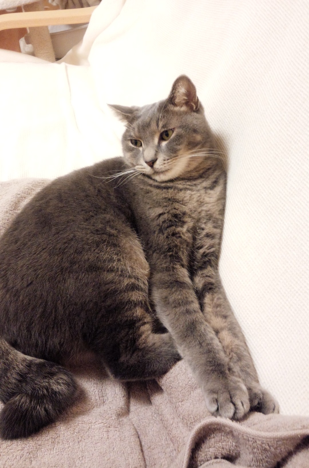 ぼけっと のんさん