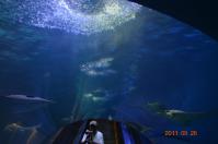遠雄海洋公園付属水族館の水槽トンネル