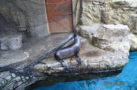 遠雄海洋公園のアシカ君