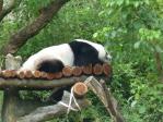 木柵動物園のパンダ