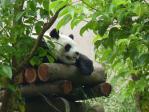 木柵動物園のパンダ2