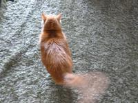 実家で野良と遭遇130221