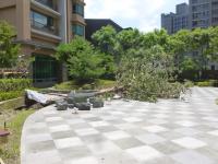 台風7号の強風で倒れた中庭の木130714