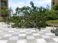 台風7号の強風で倒れた中庭の木表側130714