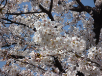 P1040423_20120409001614.png