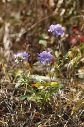 _MG_9040.jpg
