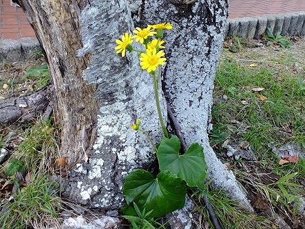 DSCF9731.jpg