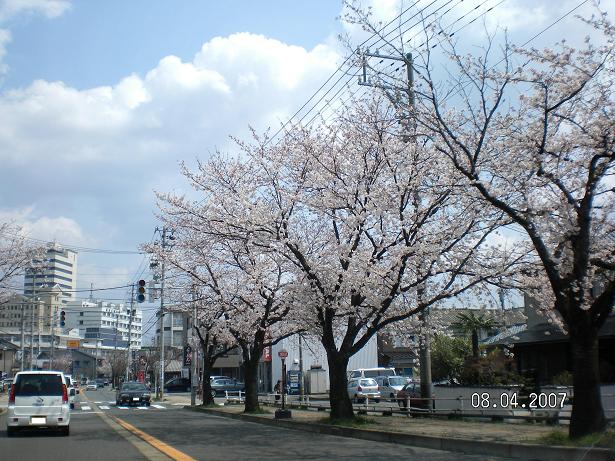 2007桜A.JPG