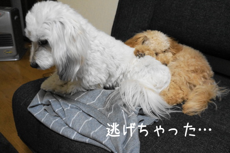 DSC06387 (1)