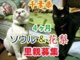 花梨ソウルバナー.jpg