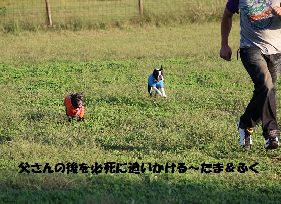 父さんたまふく