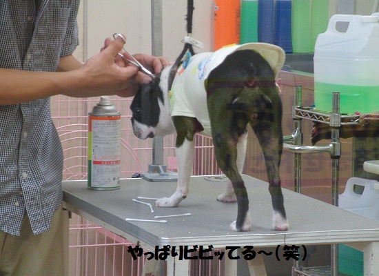 やっぱりビビッてる~(笑)