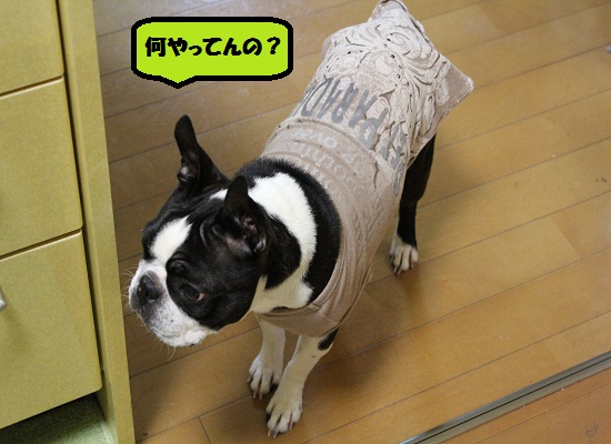 何やってんの?たま