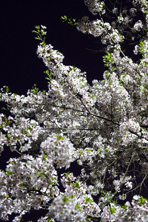 夜桜