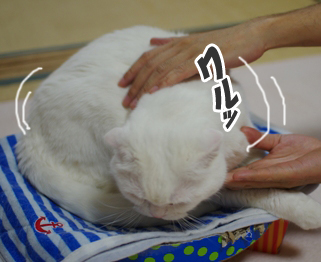 向きを変えるタマさん3404040のコピー