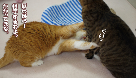 ほらほら―相手するわよかかってきなさいtt8kkのコピー