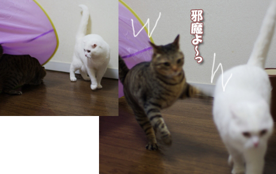 あっちいけとー3--31のコピー