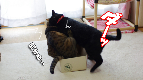 飛び込んだけど030242ちょこ33コピー
