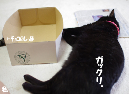 ちょっと寂しそうな姿ー3-3333コピー