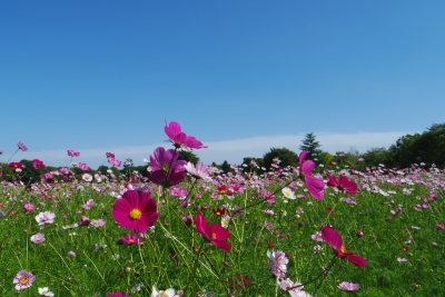 2014-09-28-cosmos-01.jpg