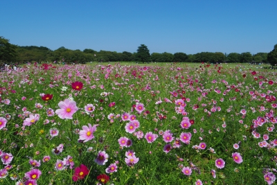 2014-09-28-cosmos-02.jpg