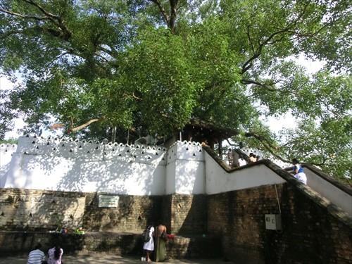 CIMG2830_R.jpg