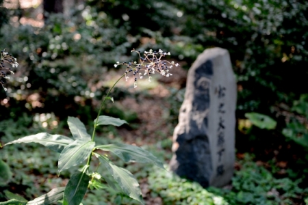 DSC_8876 (640x427)