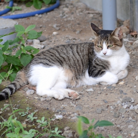 DSC_8975 (639x640)