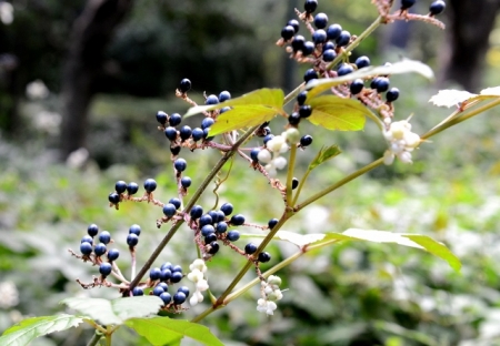 DSC_8824 (640x444)