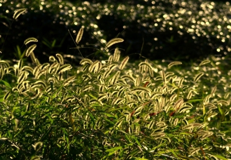 DSC_2178 (640x444)