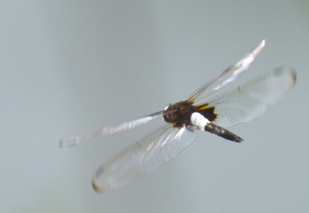 DSC_1974 (640x441)