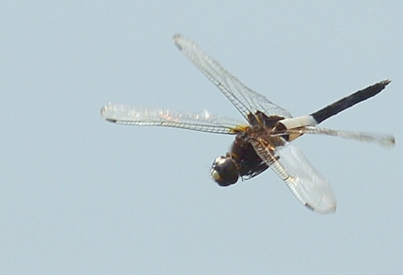 DSC_2069 (640x437)