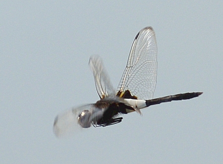 DSC_2057 (629x462)