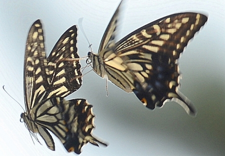 DSC_1876 (640x445)