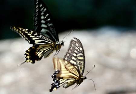 DSC_1715 (640x443)