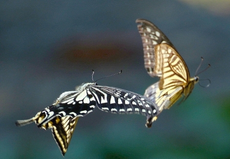 DSC_1719 (640x444)