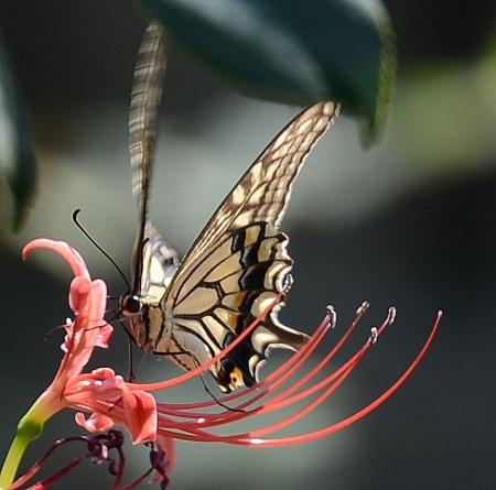 DSC_1566 (640x633)
