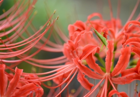 DSC_2384 (640x444)