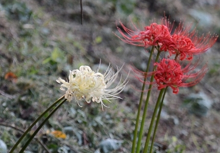 DSC_2193 (640x445)