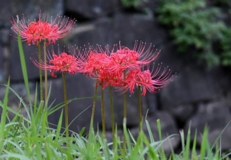 DSC_2153 (640x444)