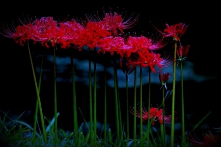 DSC_2142 (640x427)