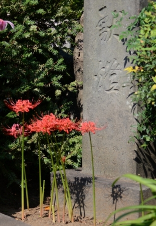 DSC_1772 (442x640)