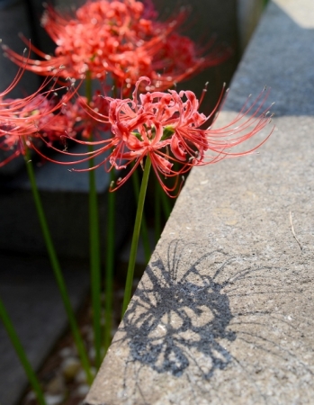DSC_1898 (497x640)