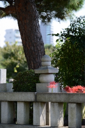 DSC_1476 (427x640)