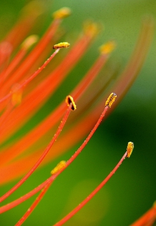 DSC_2413 (443x640)
