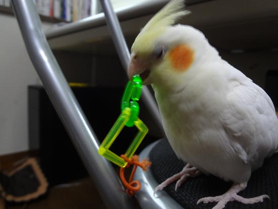 ぽぽこ1ヶ月 3