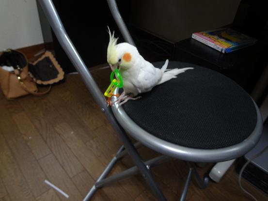 ぽぽこ 1ヶ月